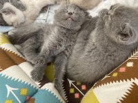 British Shorthair Yavrular
