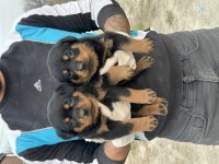SAĞLAM KARAKTER GÜÇLÜ IRK SEVGİ DOLU KÖPEKLER