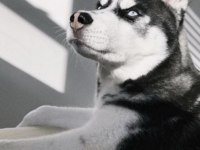 SİBİRYA KURDU KÖPEĞİMİZ