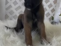 Dünyanın en tatlı bakışlarına sahip malinois burada
