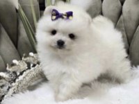 Pomeranian Boo Köpeği