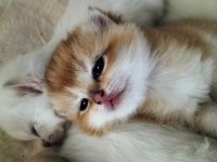 Safkan british longhair ve shorthair yavrularım