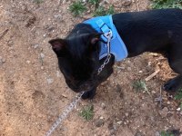 French bulldog 6 aylık erkek