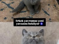 2 aylık 1 erkek ve 1 dişi kedimiz
