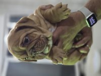 SEVİMLİ İNGİLİZ BULLDOG EGZOTİK