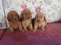 Toy Poodle Bebekler