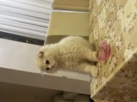Evdeki kedimle anlaşamadıkları için acil