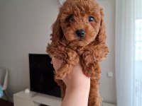 Ev Doğumlu Ailemizde Büyüyen Toy Poodle Yavrularım