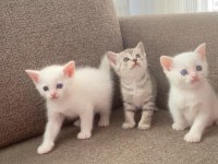 BRİTİSH KIZIMIN BEBEKLERİNE YUVA ARIYORUZ