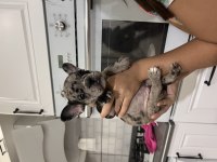 Black merle erkek french bulldog