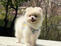 Pomeranian boo yavrular