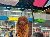 Toy poodle yavrular