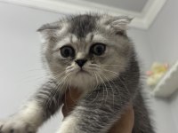 75 Günlük Scottish Fold Oğlumuz Yeni Yuvasını Arıyor