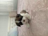 Shih Tzu 0 numara erkek yavru