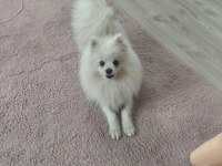Pomeranian boo 1 yaşında