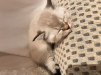 2.5 aylık british shorthair kedi sahiplendirme ilanıdır