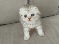Harika Show Scottish Fold Yavrular