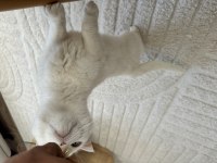 Bembeyaz Scottish fold dişi kedi yuva arıyor