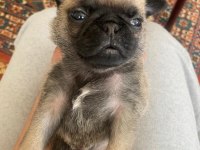Pug Mops 4 erkek