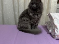 Tüm Aşıları ve Cipli British Shorthair