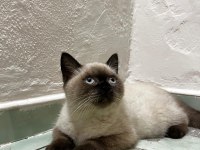 British Shorthair Blue Point
