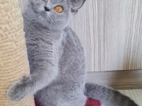 British shorthair yavrular