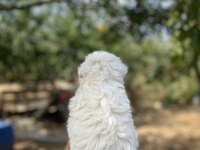 Irk ve sağlık garantili kar beyaz maltese bebekler