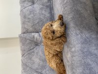 Kaliteli ırk garantili toy poodle