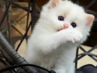 Şampiyon Soyundan Gelen Safkan Ragdoll Yavruları