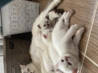 YAVRU BRİTİSH SHORTHAİR BLUEPOİNTLER