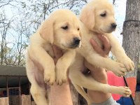 Efsane şampanya labradorlar, ruhsatlı çiftlik