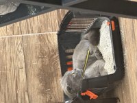 1 yaşında evcil british shorthair