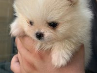 MANİSA POMERANİAN ERKEK YAVRULAR TEDDY BEAR