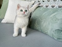 Muhteşem safkan british shorthair çocuklar