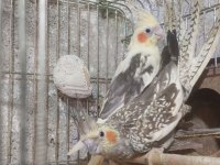 10 Numara bakıcı takım sultan papağanı