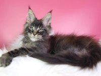 Üst kaliteli maine coon erkek orman rengi