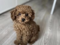 Toy Poodle Yavrumuz