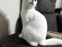 4 Aylık British Shorthair ODD EYE