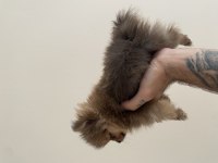 Yavru Pomeranian
