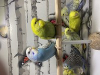 Yeni yeme inmiş A kalite üretim muhabbet kuşu