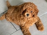 Çok Sevimli Ve Oyuncu Toy Poodle Yavrumuz