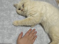 Ücretsiz British Shorthair Erkek