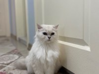 3 Yaşında Dişi British Longhair