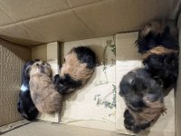 Sağlıklı Guinea Pig yavruları
