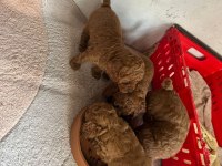 Kore red toy poodle
