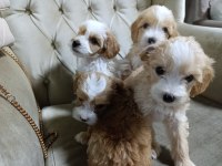 Sevimli maltipoo bebekler