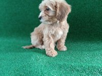 maltipoo dişi erkek