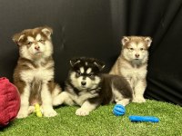 Kutuplardan Esen Soğuk Güzellik Alaskan Malamute