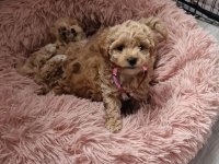 Sizi kendine aşık edecek bir maltipoo arkadaş arıyorsunuz