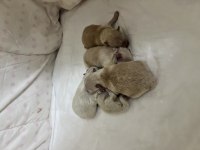 5 erkek pomeranian yavrular